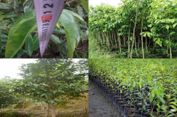 中国南方山区沉香树高产栽培技术_no.260