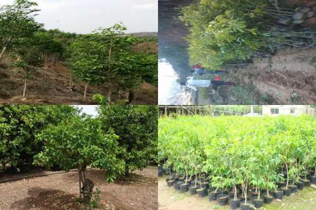 沉香树:在沉香树下生长_no.261