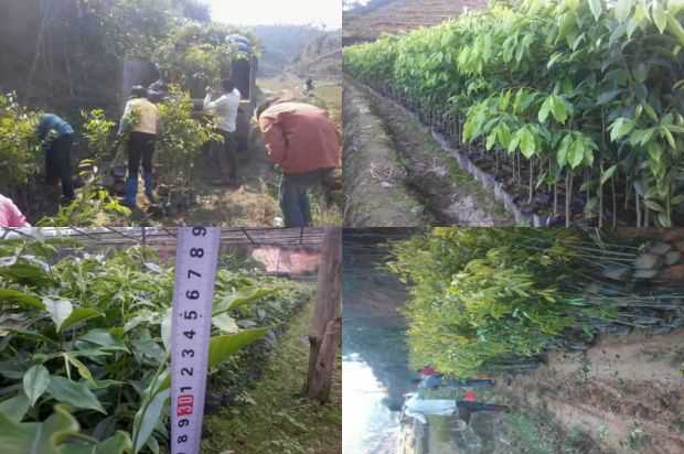 沉香树:紫微老了_no.264