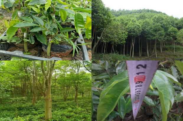 奇楠沉香树:紫微星改造20年_no.265