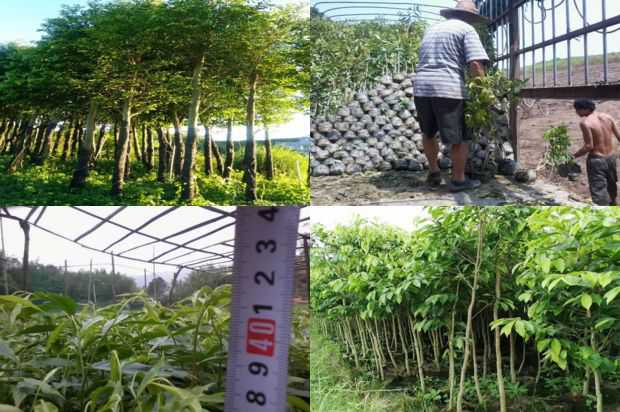 沉香树:影响紫微煤渍病的因素及防治措施研究_no.270