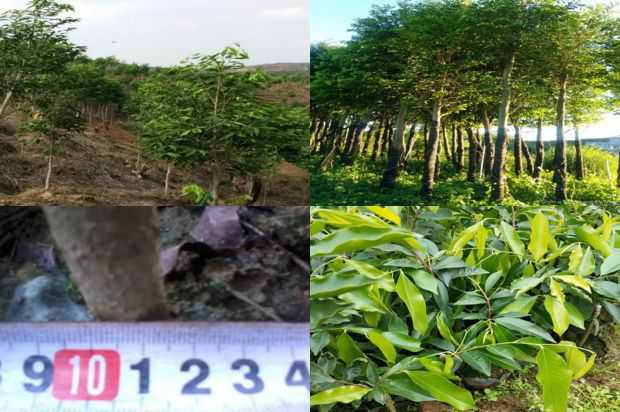 沉香树:紫微弹簧移植技术