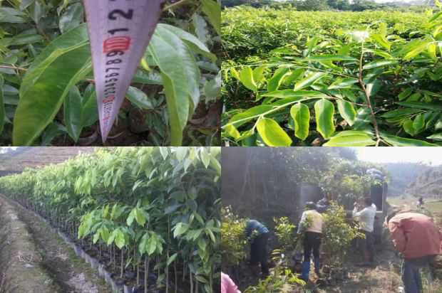 奇楠沉香树:沉香树无性繁殖的五种方法_no.274
