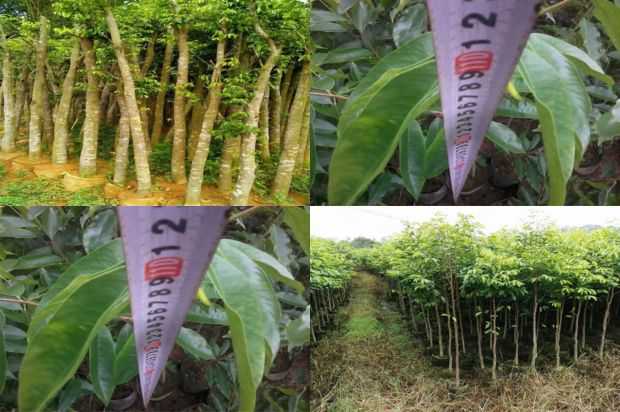 沉香树:直接攻击杨子薇的死亡_no.275