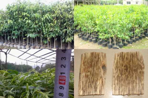关于孟德尔沉香树混合经验教学的几点思考_no.276