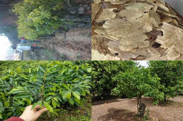 奇楠沉香树:影响沉香树扦插成活的因素