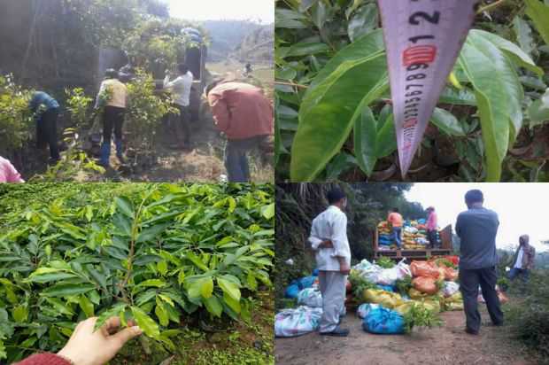 王子出生的罗勒_no.279