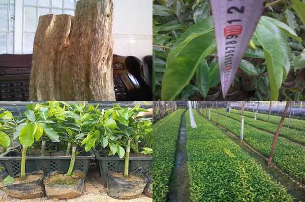 奇楠沉香树:中国紫微王氏家族的历史_no.281