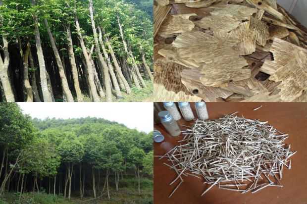 小紫微萌发的梦想_no.282