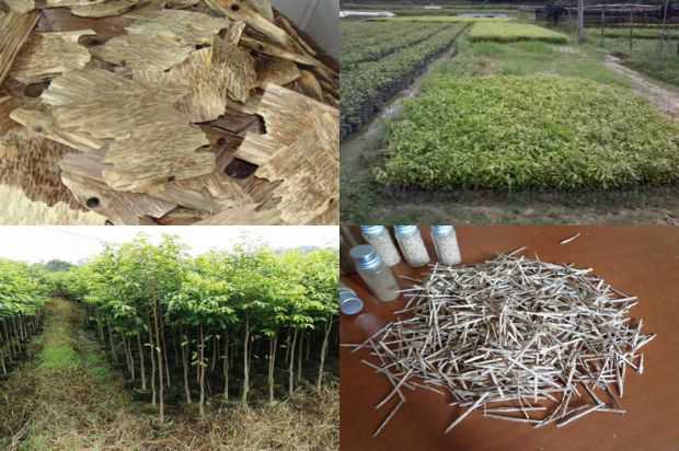 奇楠沉香树:东北沉香树盆景养护管理_no.284