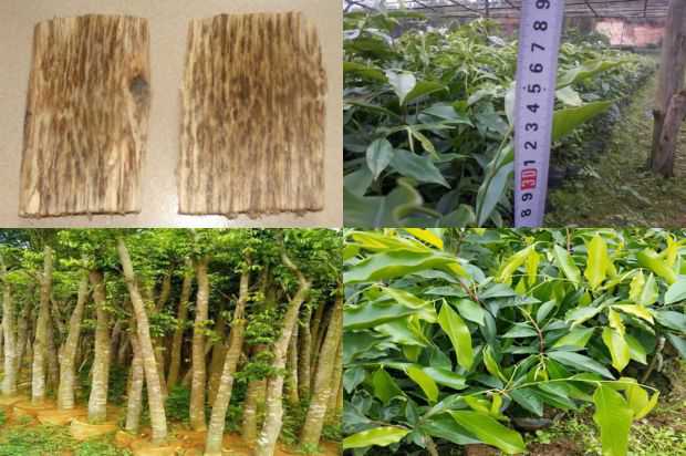 云南京东沉香树结晶栽培技术分析_no.288