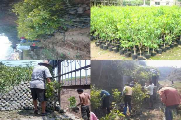 沉香树:美国沉香树新品种的切割技术_no.29