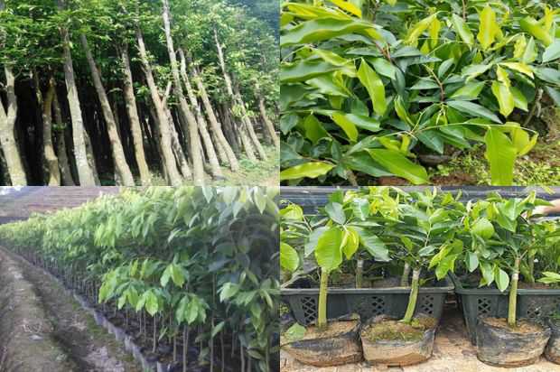沉香树:Ziweige Green的核心并没有稳定的投资股票