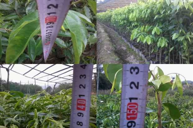 奇楠沉香树:紫微小学的故事_no.294