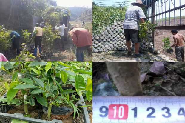 沉香树:直接攻击杨子薇的死亡_no.297