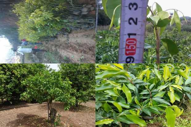 奇楠沉香树:关于沉香树的育种和栽培管理技术的探讨_no.299