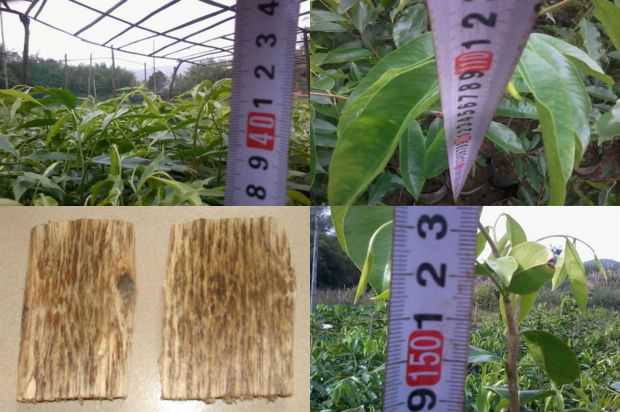 奇楠沉香树:紫微切割技术研究_no.3