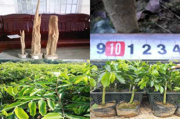 紫微芽种植室内已发布三种新方法等_no.301