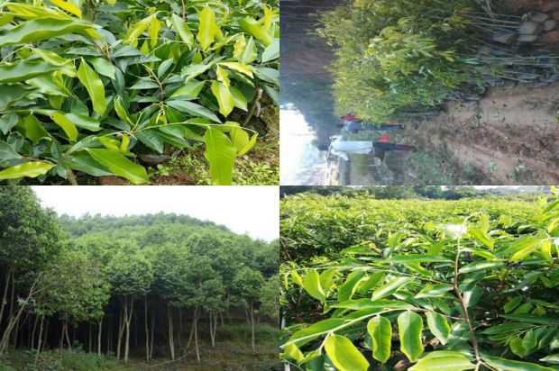 沉香树:在沉香树下生长_no.302