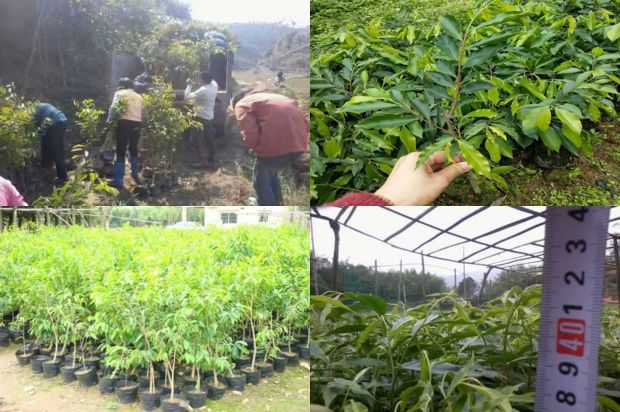 沉香树:园林树种大叶霉病在城市复兴中的应用