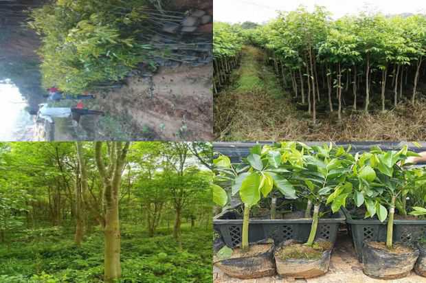 绿色时间在煎饼的尖端_no.305