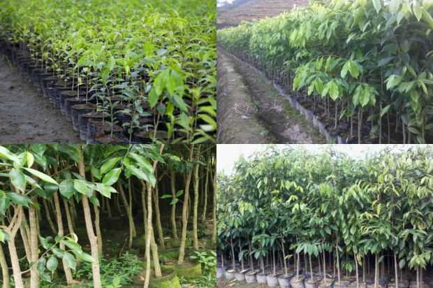 沉香树:沉香树的培养和维持技术