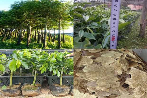 沉香树:沉香树的培养技术_no.308