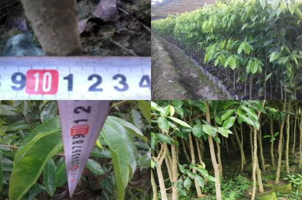 我对孟德尔沉香树的混合经验的看法_no.311