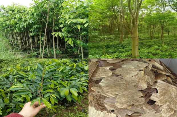 沉香树:两个煎饼