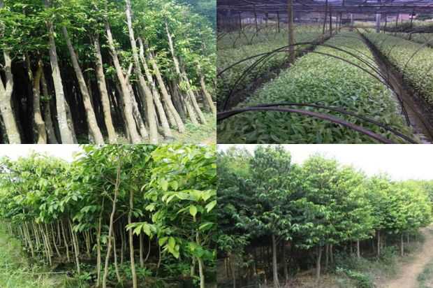 沉香树:紫微老了_no.315