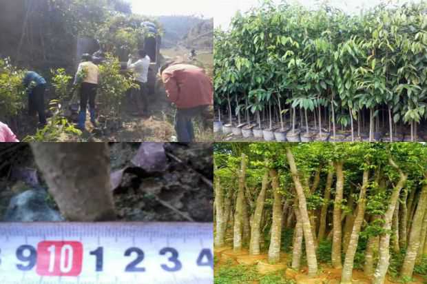 如何在北方种植紫微岭_no.316