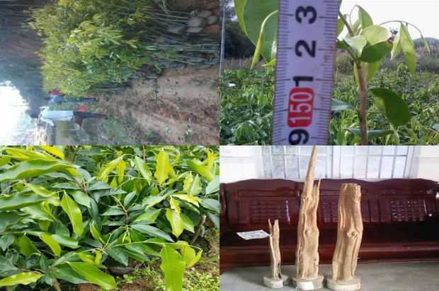 沉香树:潘子伟_no.317