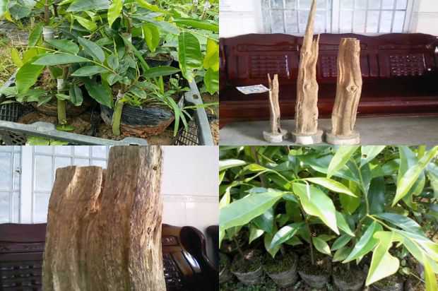 奇楠沉香树:如何制作盆栽沉香树花_no.318