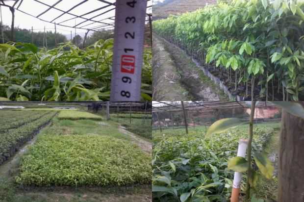 奇楠沉香树:沉香树