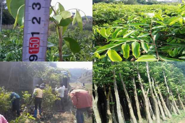 沉香树:红云沉香树花园的栽培与应用_no.32
