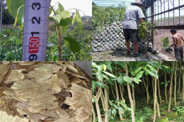 奇楠沉香树:沉香树花_no.324
