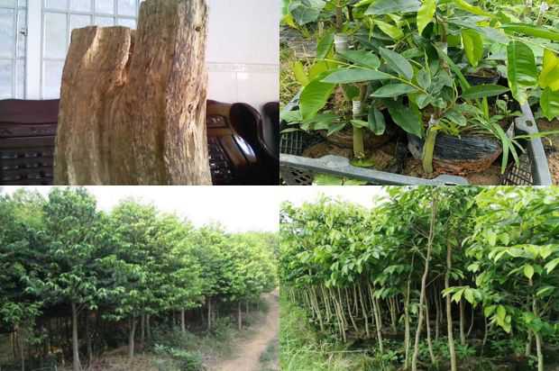 那种秋沉香树莫忘了用肥_no.325