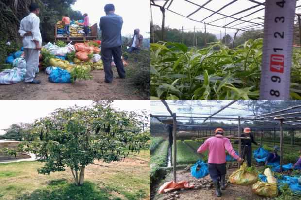 沉香树:紫微切割技术研究_no.326