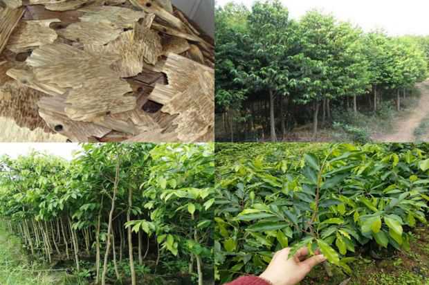 奇楠沉香树:沉香树花_no.327
