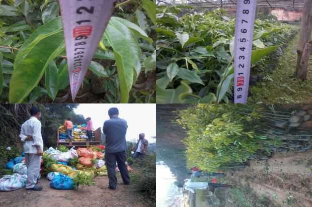 沉香树:紫微在郑州市城市绿化中的应用_no.328