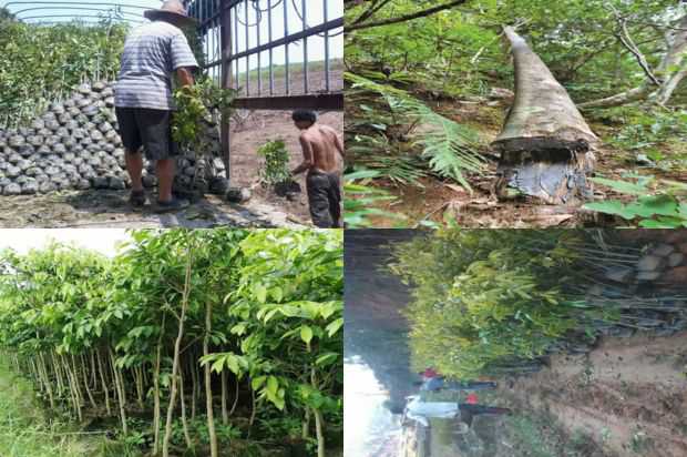 沉香树:沉香树_no.33