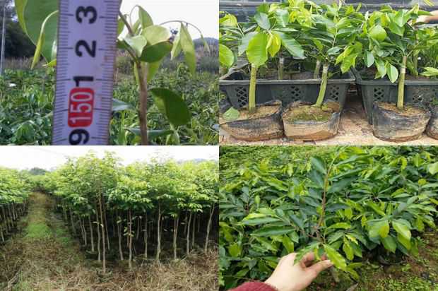 沉香树:沉香树花_no.330