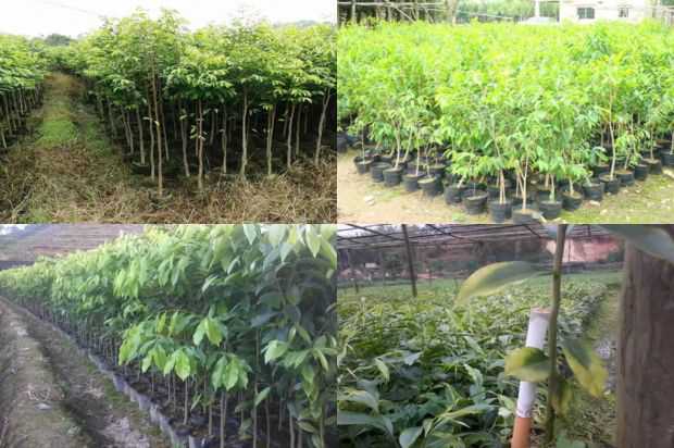 母亲沉香树的小婴孩_no.333