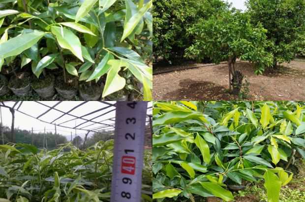 沉香树:Lex县沉香树的气候适应性分析_no.335
