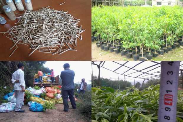 奇楠沉香树:福建沉香树天然林昆虫群落结构特征与多样性研究_no.337