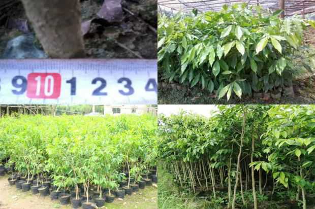 高效,高效的豆类和蚕豆养殖技术_no.338