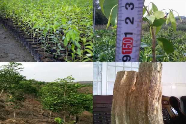 沉香树:沉香树两种害虫的存在和控制_no.340