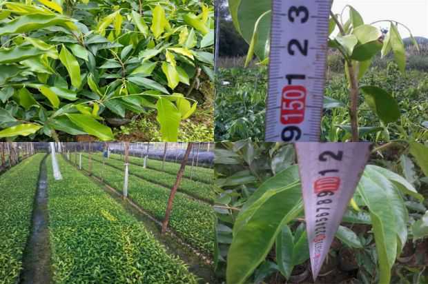 沉香树:沉香树的培养技术_no.343