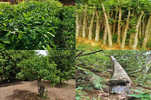 奇楠沉香树:沉香树的培养和维持技术_no.344