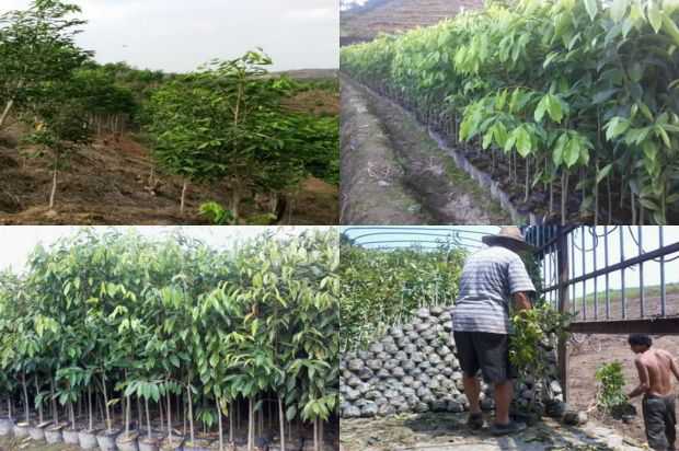 [沉香树]女人雪霸和紫微爵士展现了爱的传奇